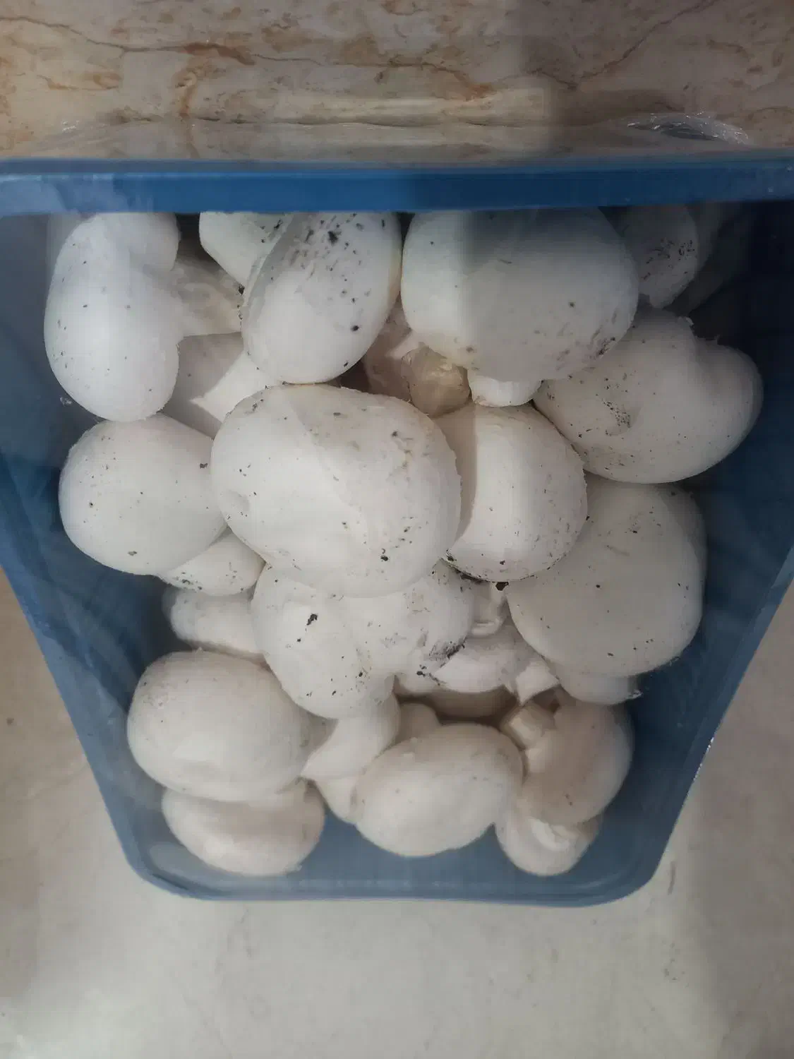 قارچ|خوردنی و آشامیدنی|هشتگرد, تهران دشت|دیوار