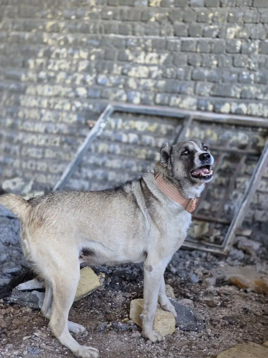 سگ درجه یک|سگ|برخوار, |دیوار