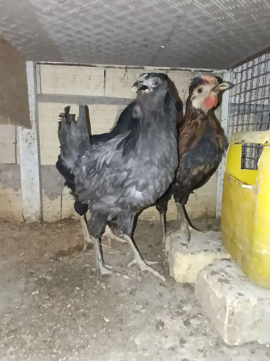 خروس ومرغ گلین|حیوانات مزرعه|سیرجان, |دیوار