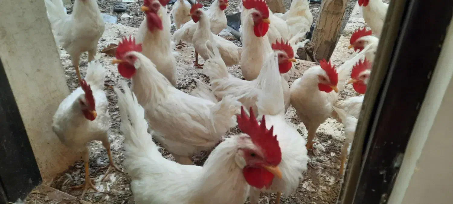 خروس|حیوانات مزرعه|بروجن, |دیوار