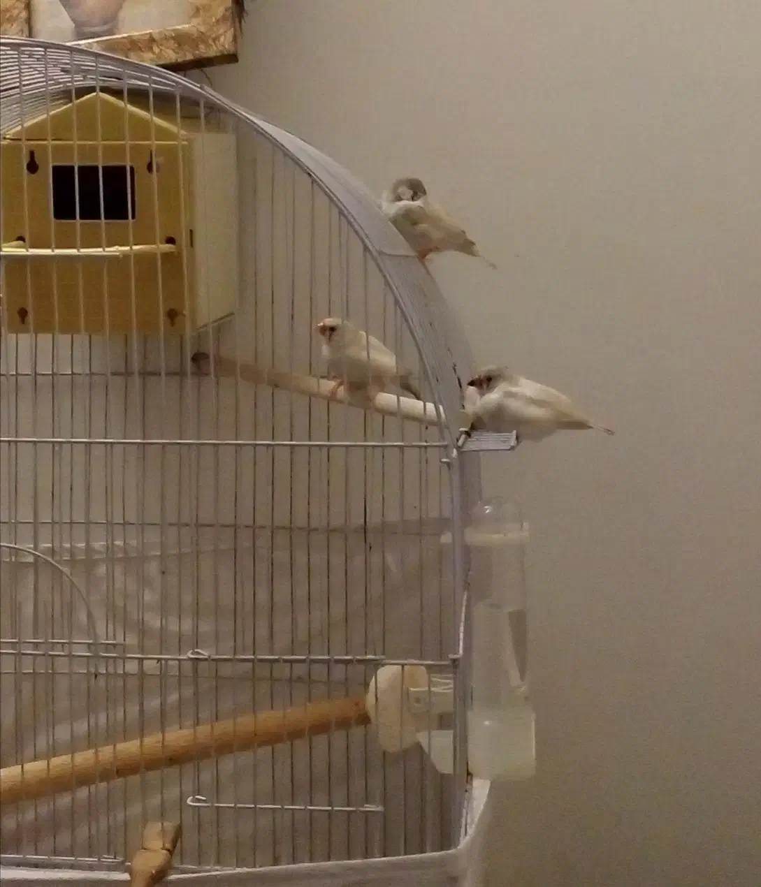 جوجه فنچ بدون قفس|پرنده|کرج, دهقان ویلا|دیوار