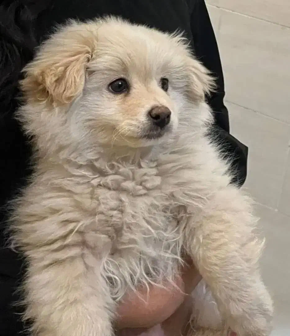 سگ پامر خرسی همراه با باکس|سگ|اصفهان, شاهزاده ابراهیم|دیوار