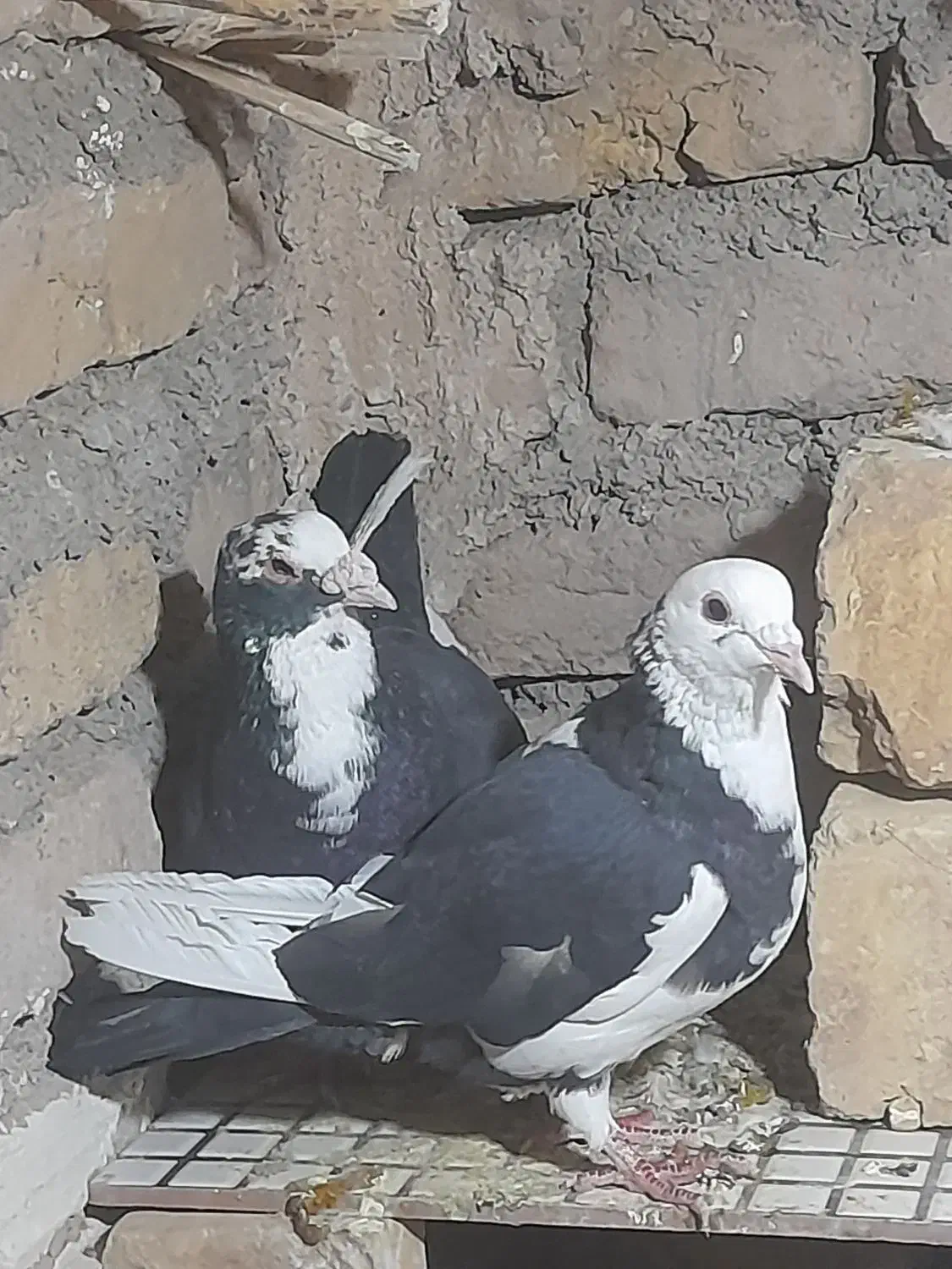 یک جفت مینا سیاه|پرنده|تربتحیدریه, بالا ولایت|دیوار