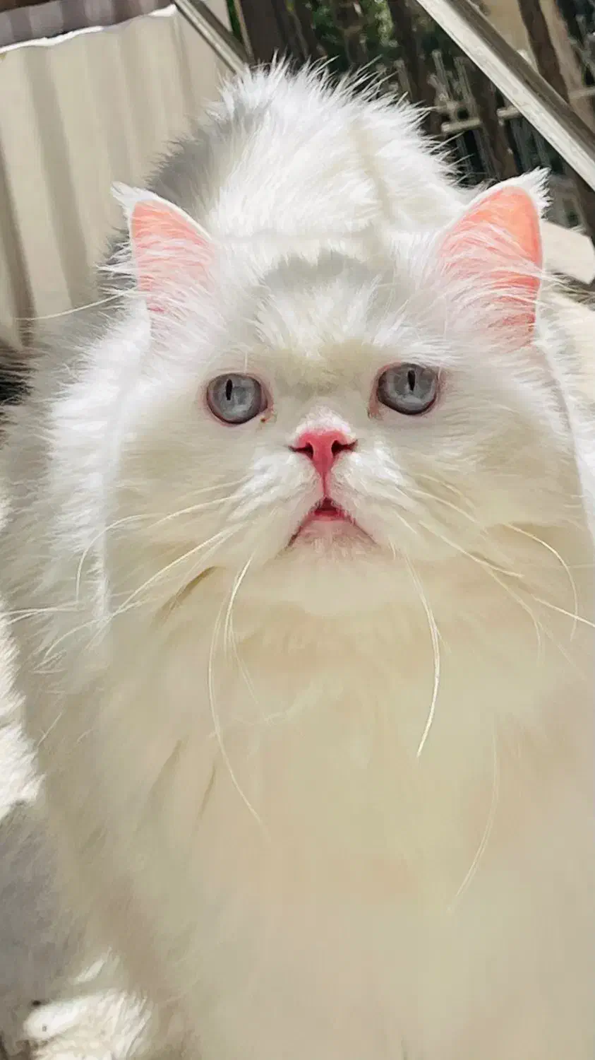 واگذاری گربه پرشین|گربه|تهران, ائمه اطهار|دیوار