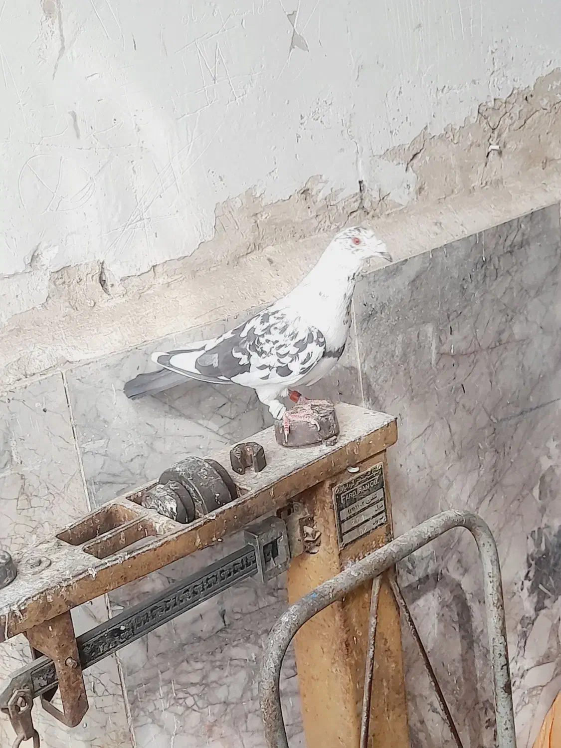 نر فروشی فریمان قابل ارسال|پرنده|فریمان, |دیوار