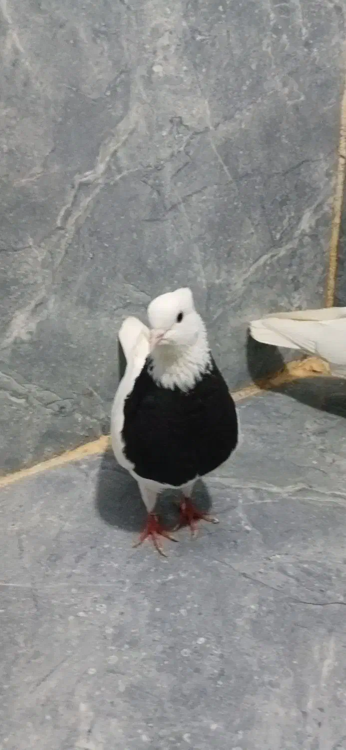 کبوتر|پرنده|مریوان, |دیوار