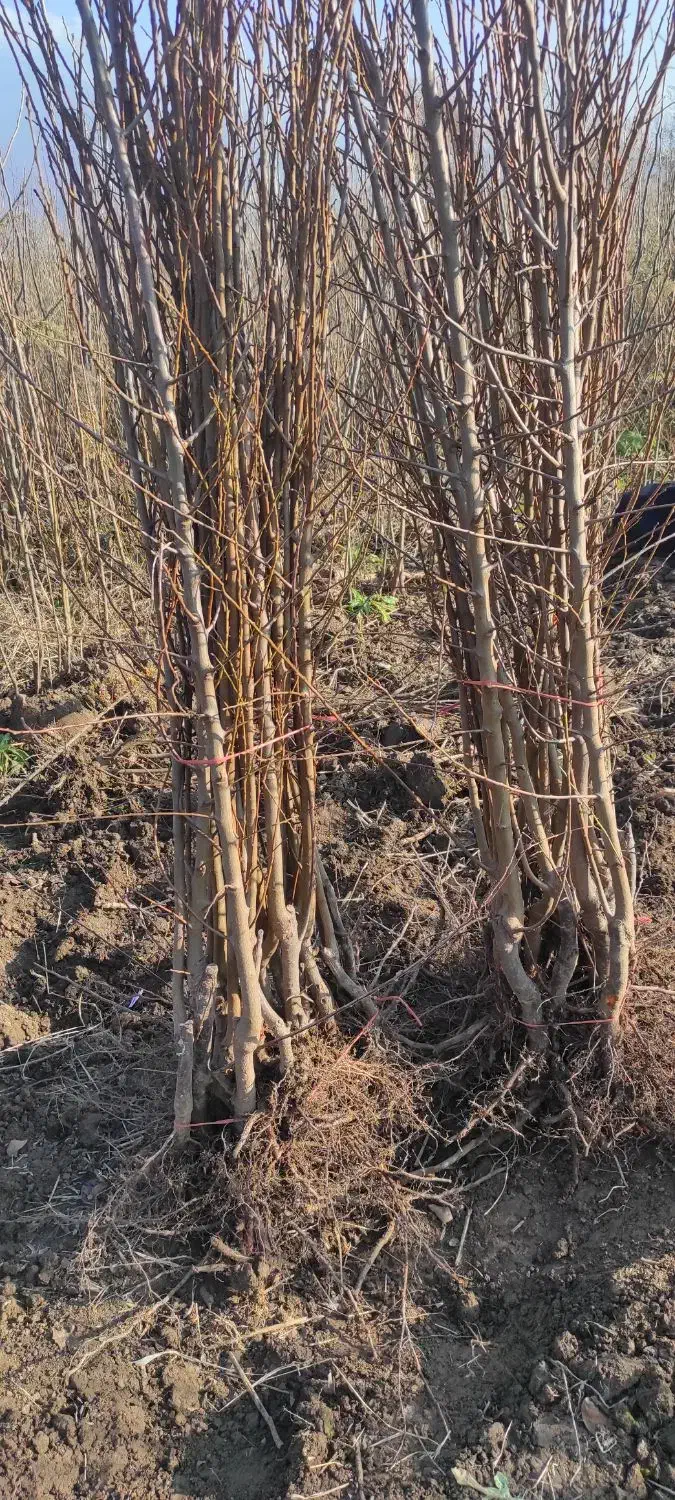 فروش انواع نهال درخت با ضمانت ارسال به تمام کشور|خدمات باغبانی و درختکاری|علیآباد کتول, |دیوار