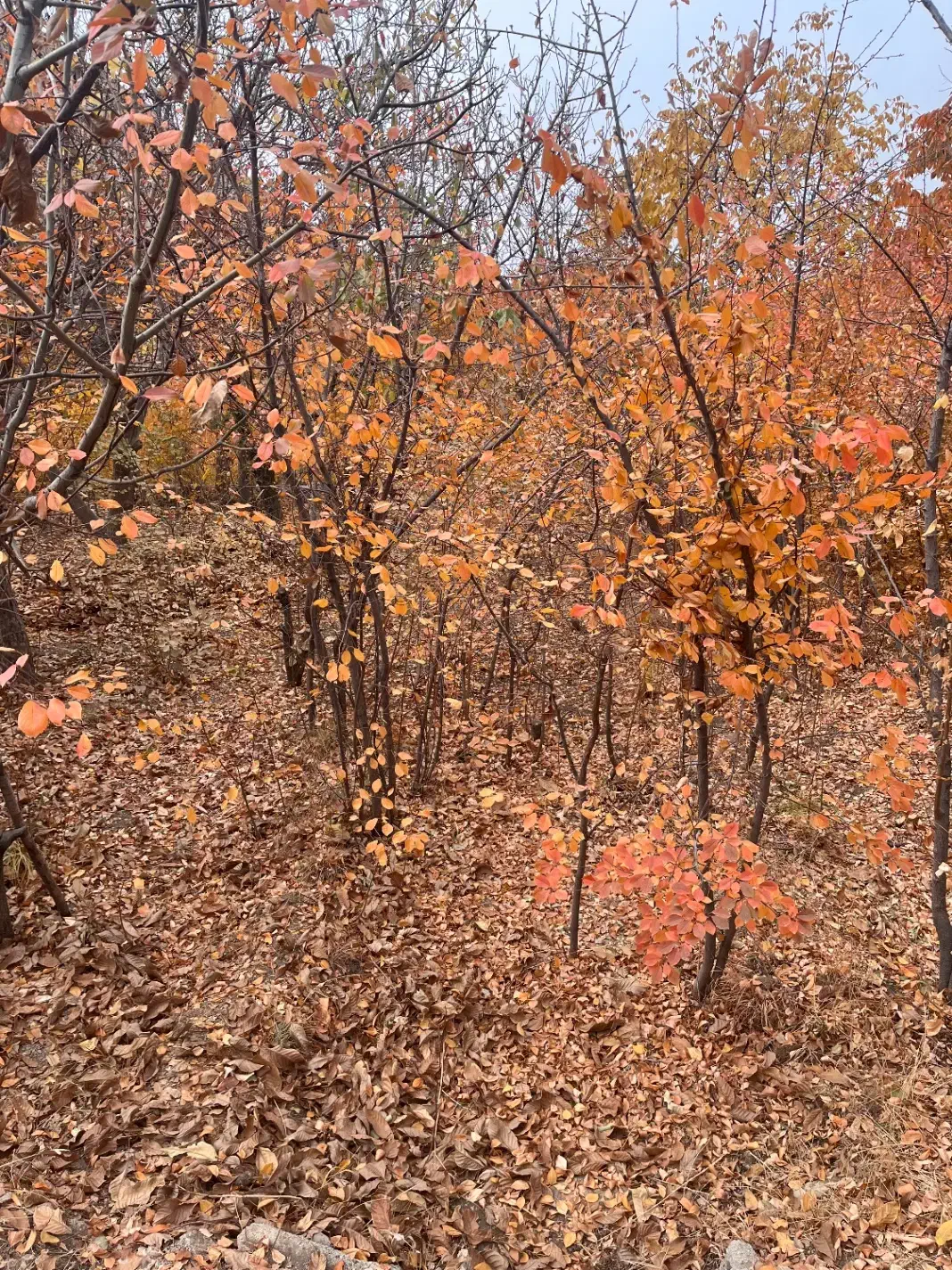 باغ ۸۵۰متری روستای سیجان|فروش زمین و ملک کلنگی|آسارا, |دیوار