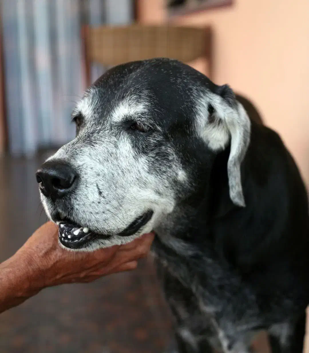 سگ نگهبان|سگ|مشهد, ده دی|دیوار