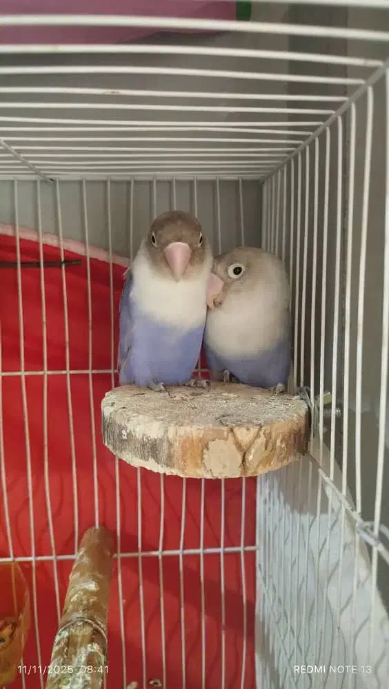 کوتوله برزیلی مولد|پرنده|مشهد, ایثار|دیوار