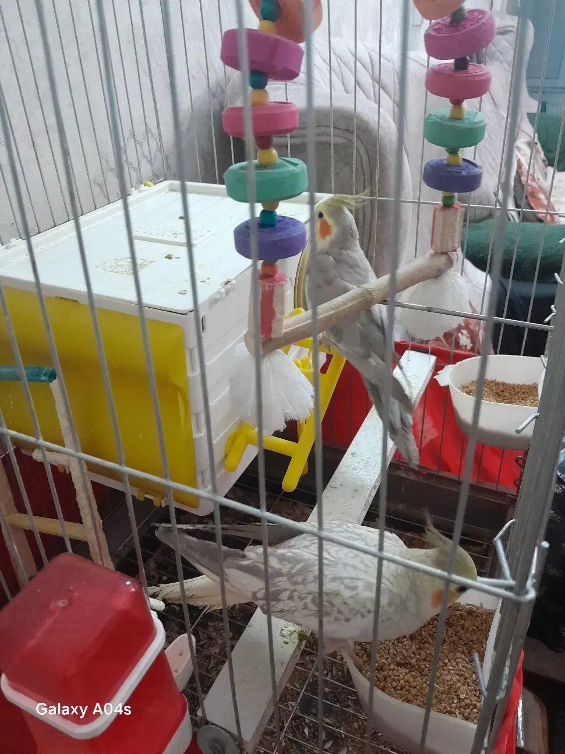 عروس هلندی|پرنده|پاکدشت, پاکدشت (مامازند)|دیوار