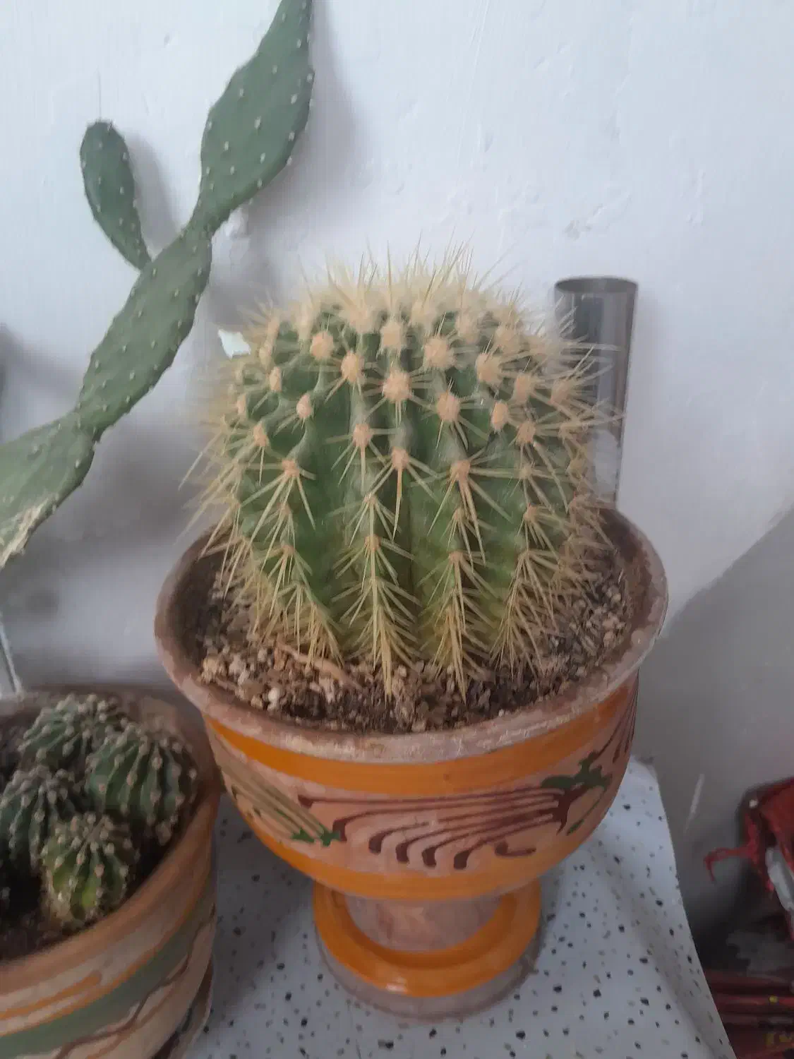 کاکتوس کمیاب|گل و گیاه طبیعی|بروجرد, |دیوار