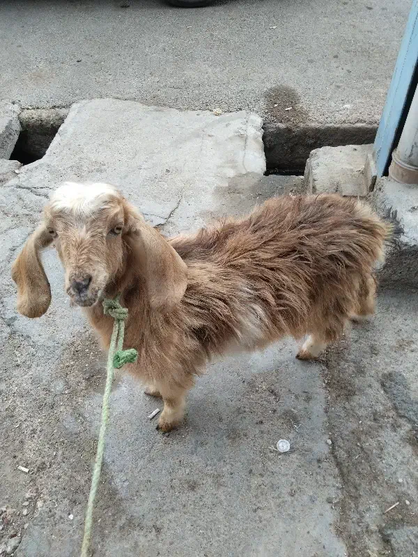 فروش بزغاله ماده در شوش|حیوانات مزرعه|شوش, |دیوار