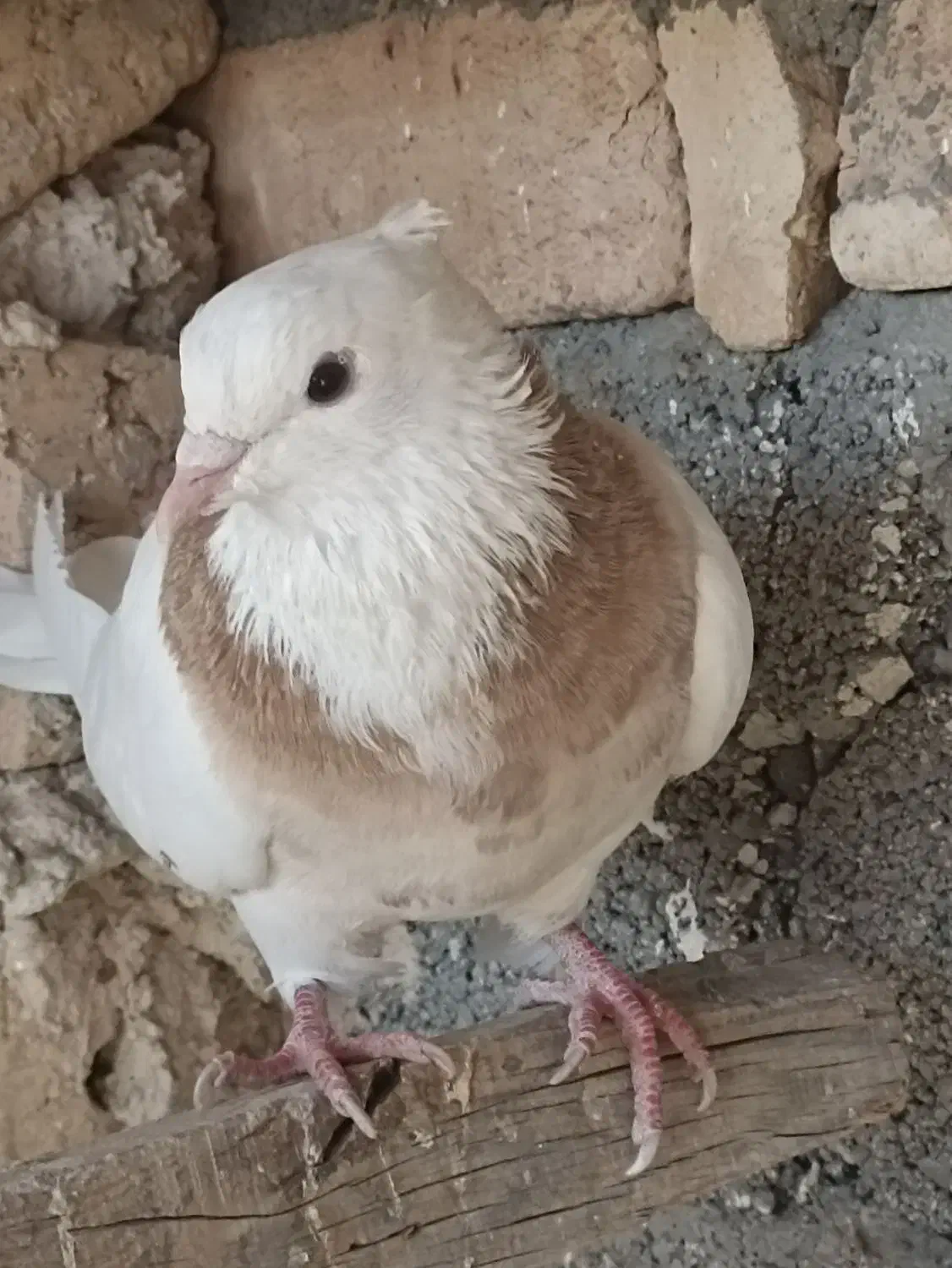 طوقی غریب گیری رباط کریم|پرنده|رباطکریم, حصار مهتر|دیوار