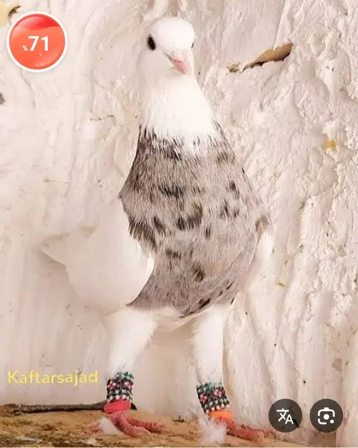 فروش ‌کبوتر|پرنده|آباده, |دیوار