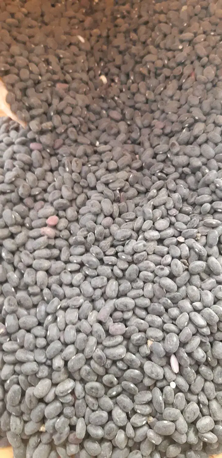 لوبیا سیاه|عمدهفروشی|سنندج, |دیوار