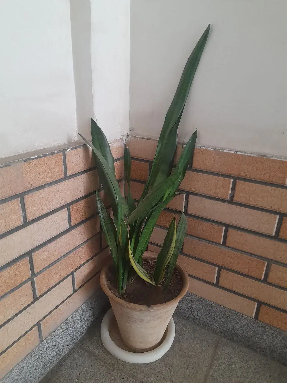 گل طبیعی|گل و گیاه طبیعی|نیشابور, شهرک فیروزه|دیوار