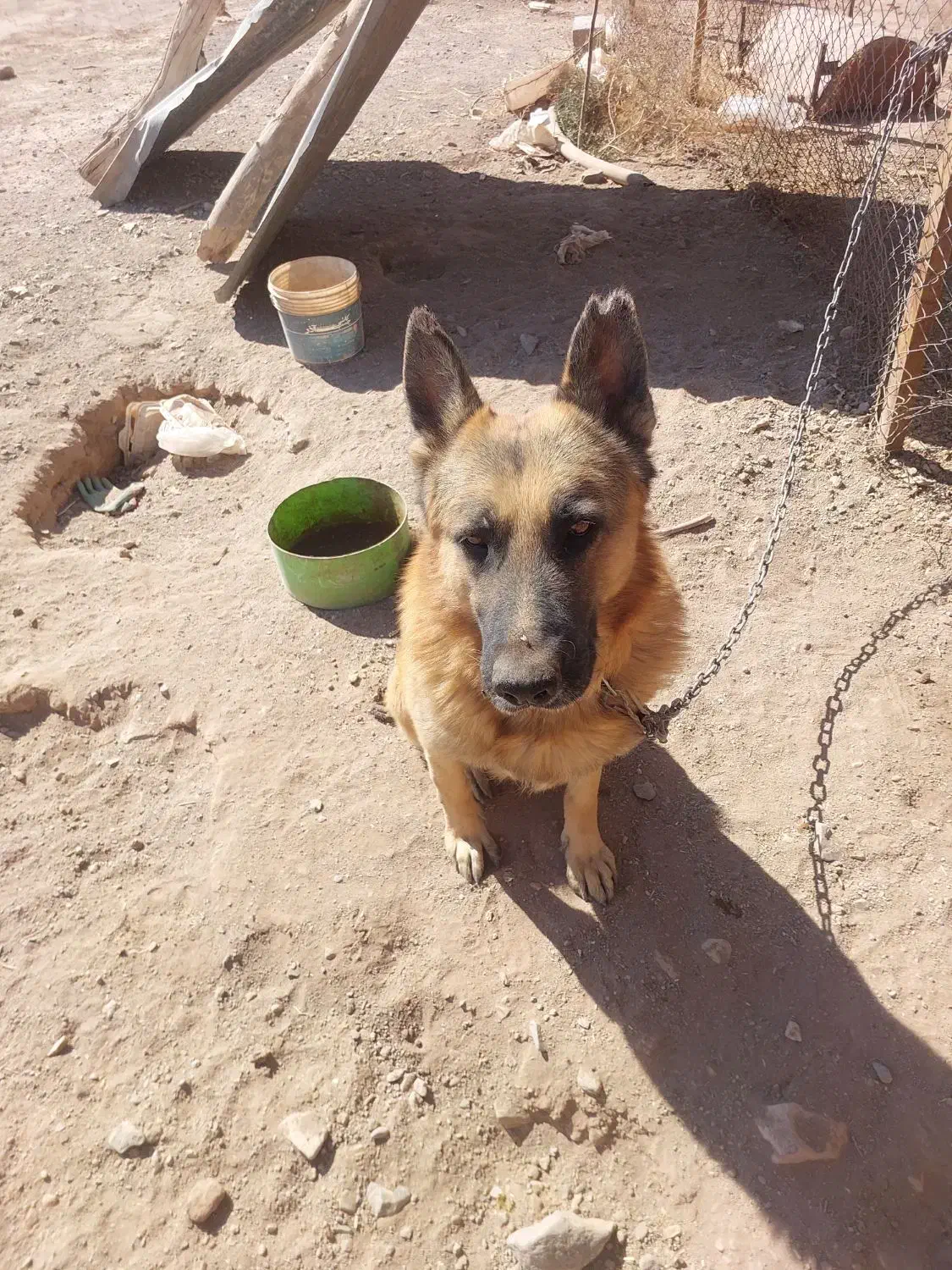 سگ ژرمن بسیار هوشیار و زبون فهم|سگ|شهر بابک, |دیوار