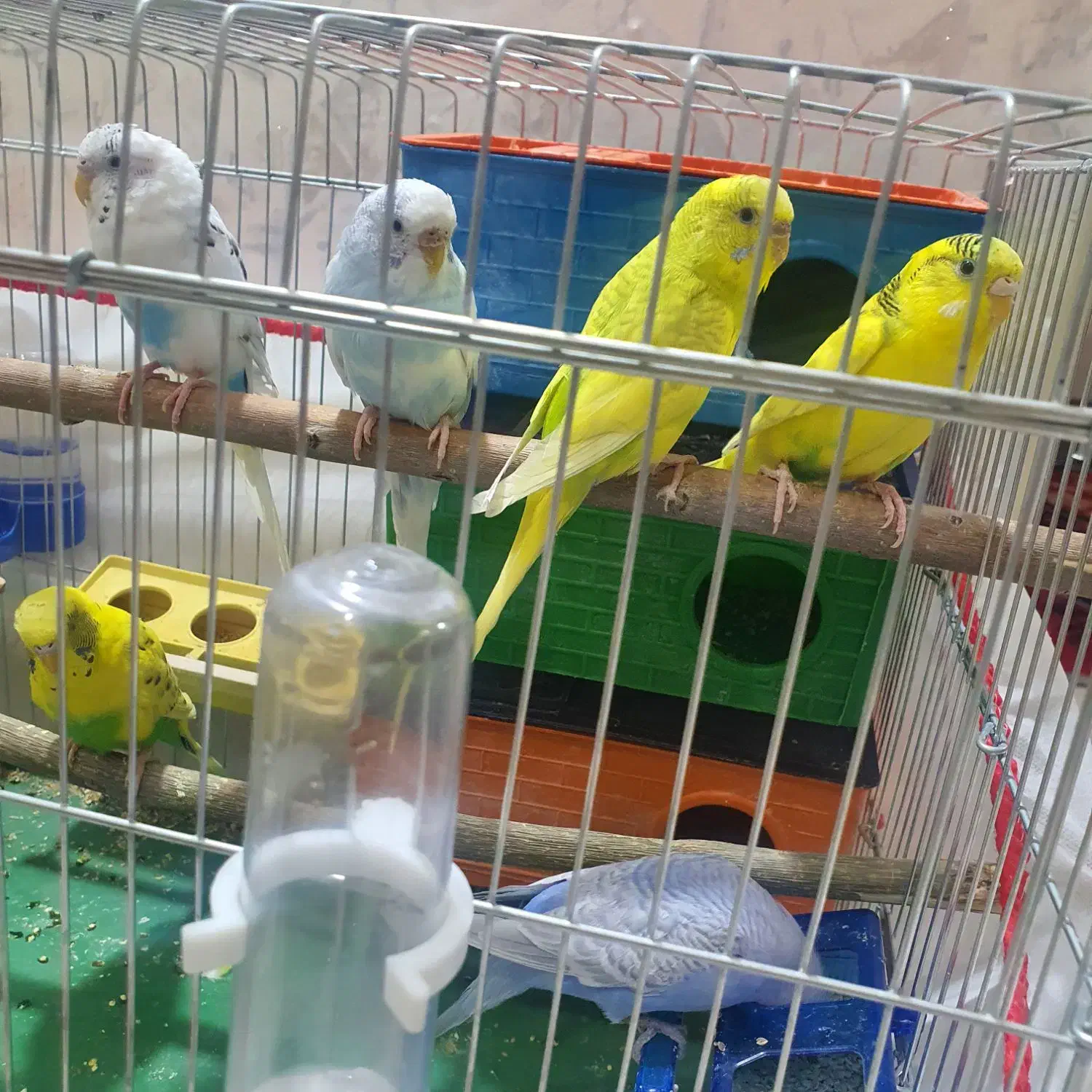 مرغ عشق|پرنده|شیراز, کوشک میدان|دیوار