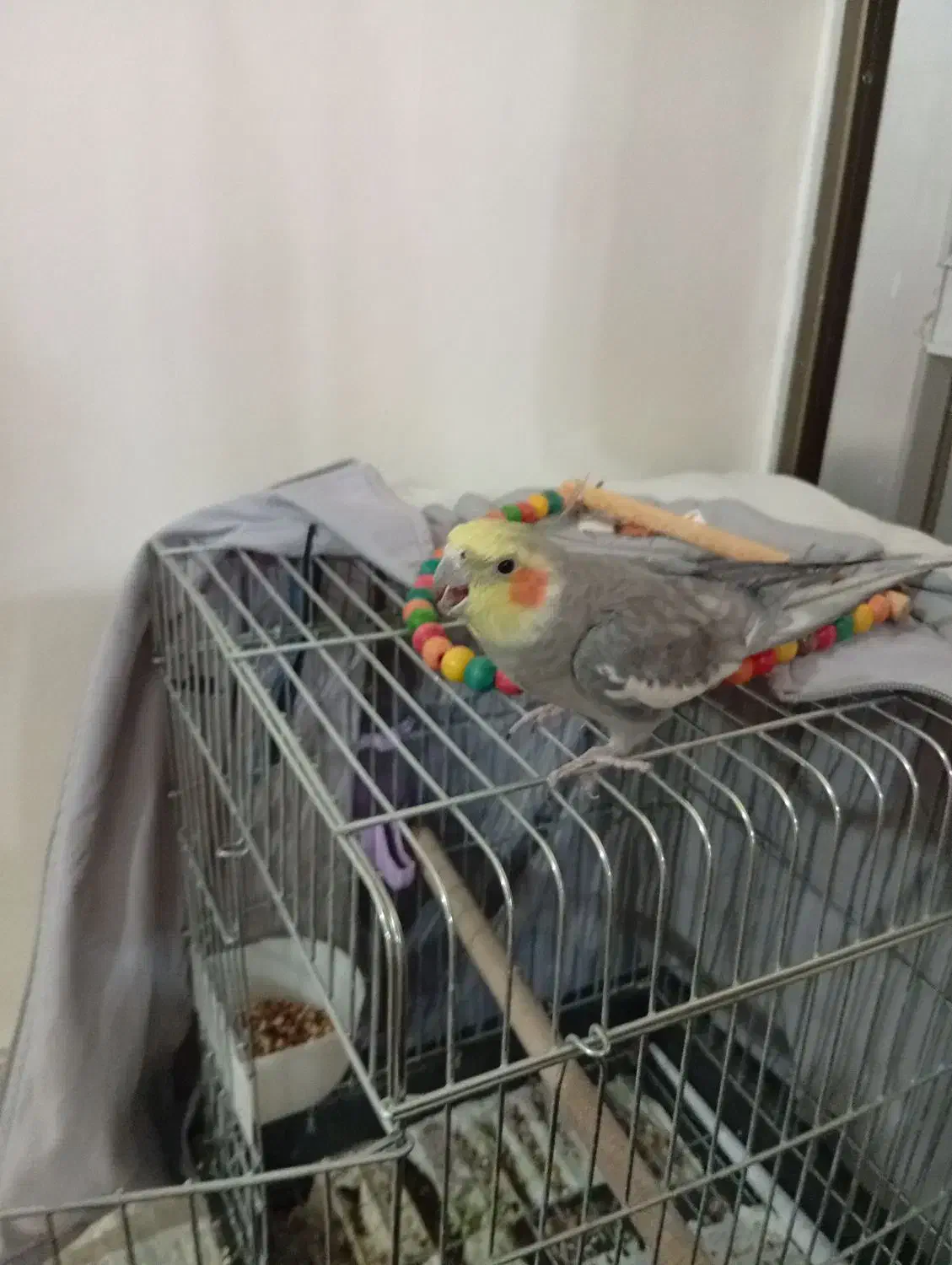 عروس هلندی|پرنده|مبارکه, |دیوار