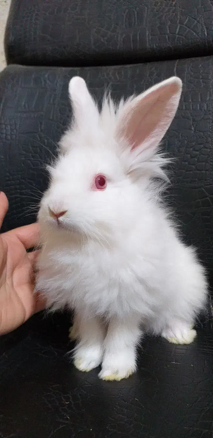 واگذاری رایگان چند تا بچه خرگوش زیبا و بازیگوش|موش و خرگوش|آبادان, |دیوار