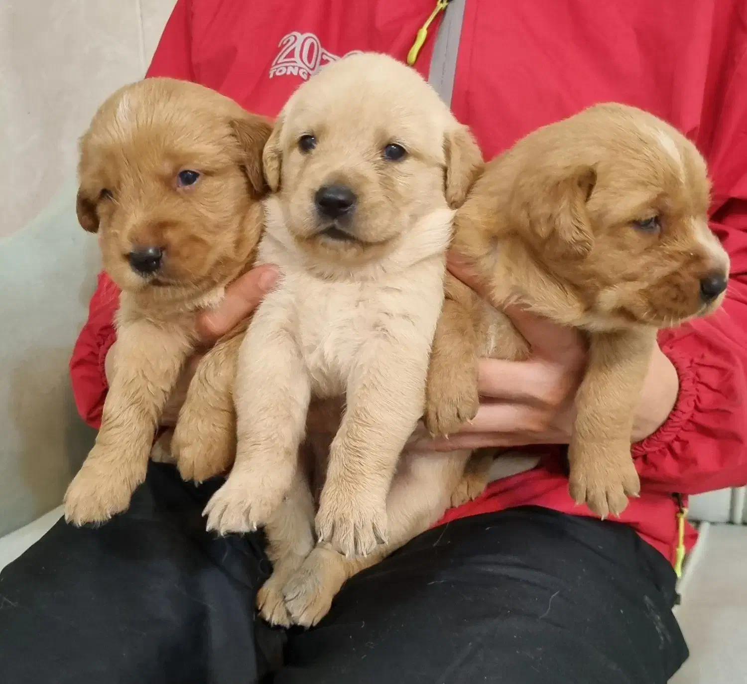 بچه گلدن های استثنایی و زیبا|سگ|اصفهان, فرح آباد|دیوار