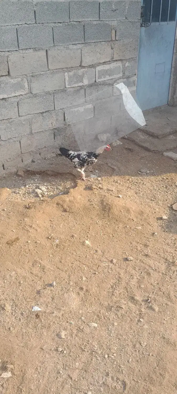 مرغ وخروس|حیوانات مزرعه|شاهین دژ, |دیوار