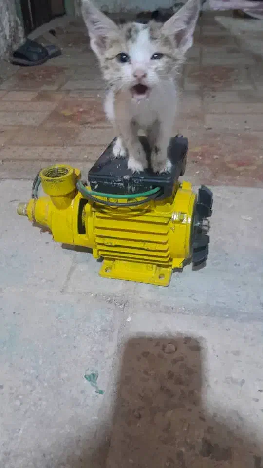 پمپ نیم اسب نیاز به سرویس دارد|مصالح و تجهیزات ساختمان|خرمشهر, |دیوار