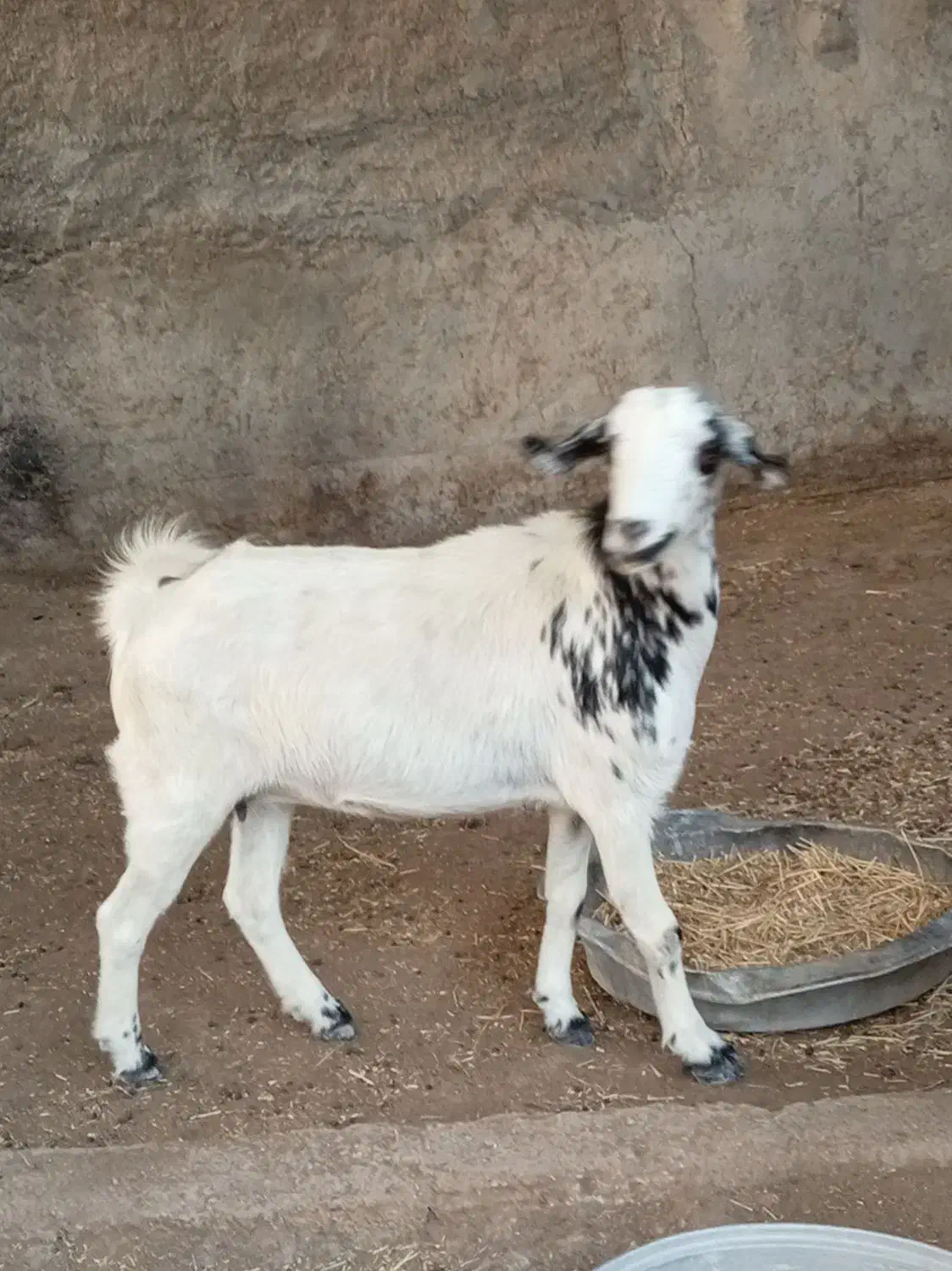 بز صلاله دورگ ابستن|حیوانات مزرعه|سعدآباد, |دیوار