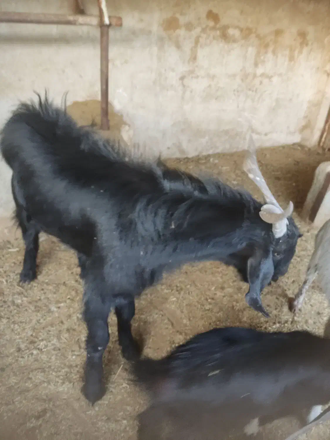 بذری|حیوانات مزرعه|شیراز, کفترک|دیوار