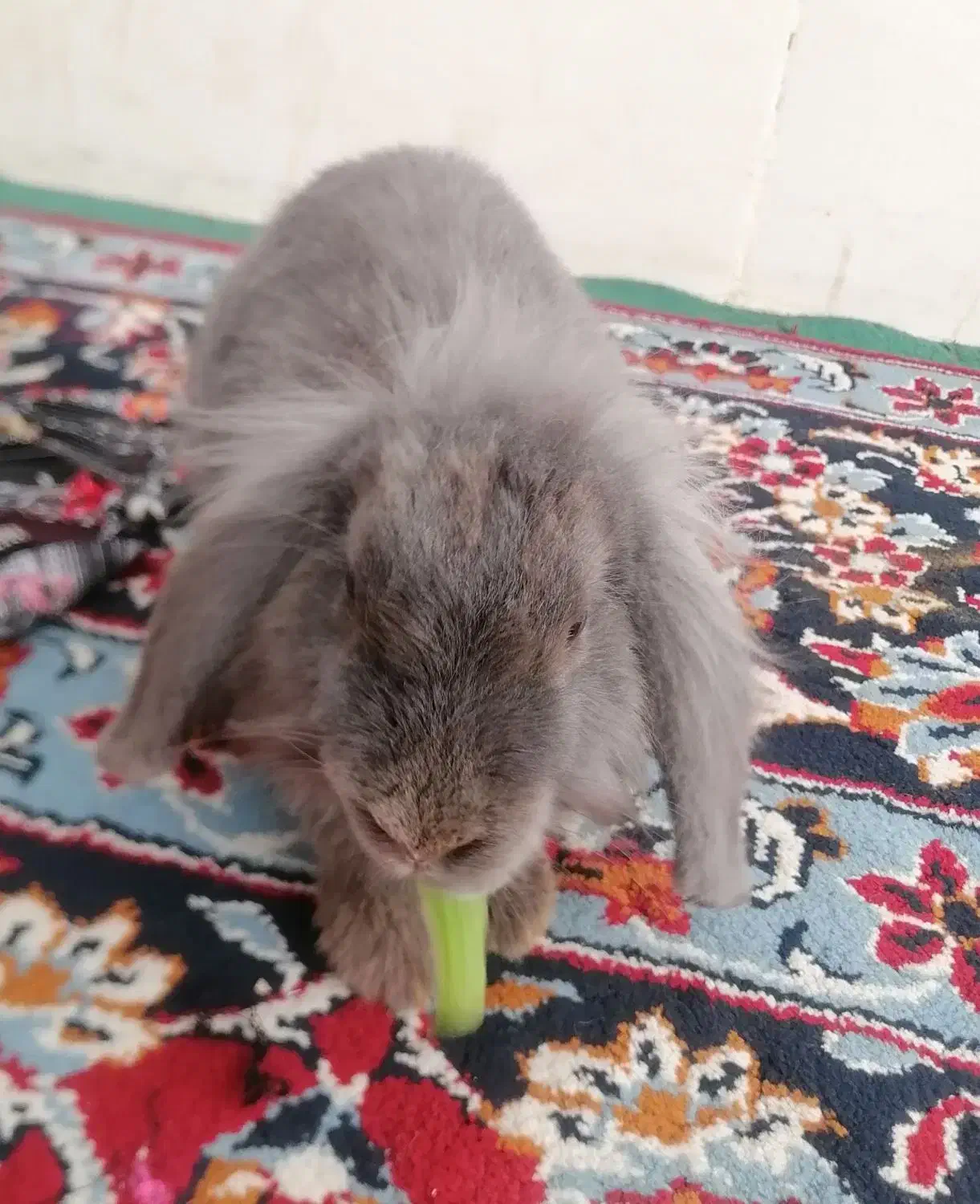 خرگوش لپ ومعمولی|موش و خرگوش|یزد, |دیوار