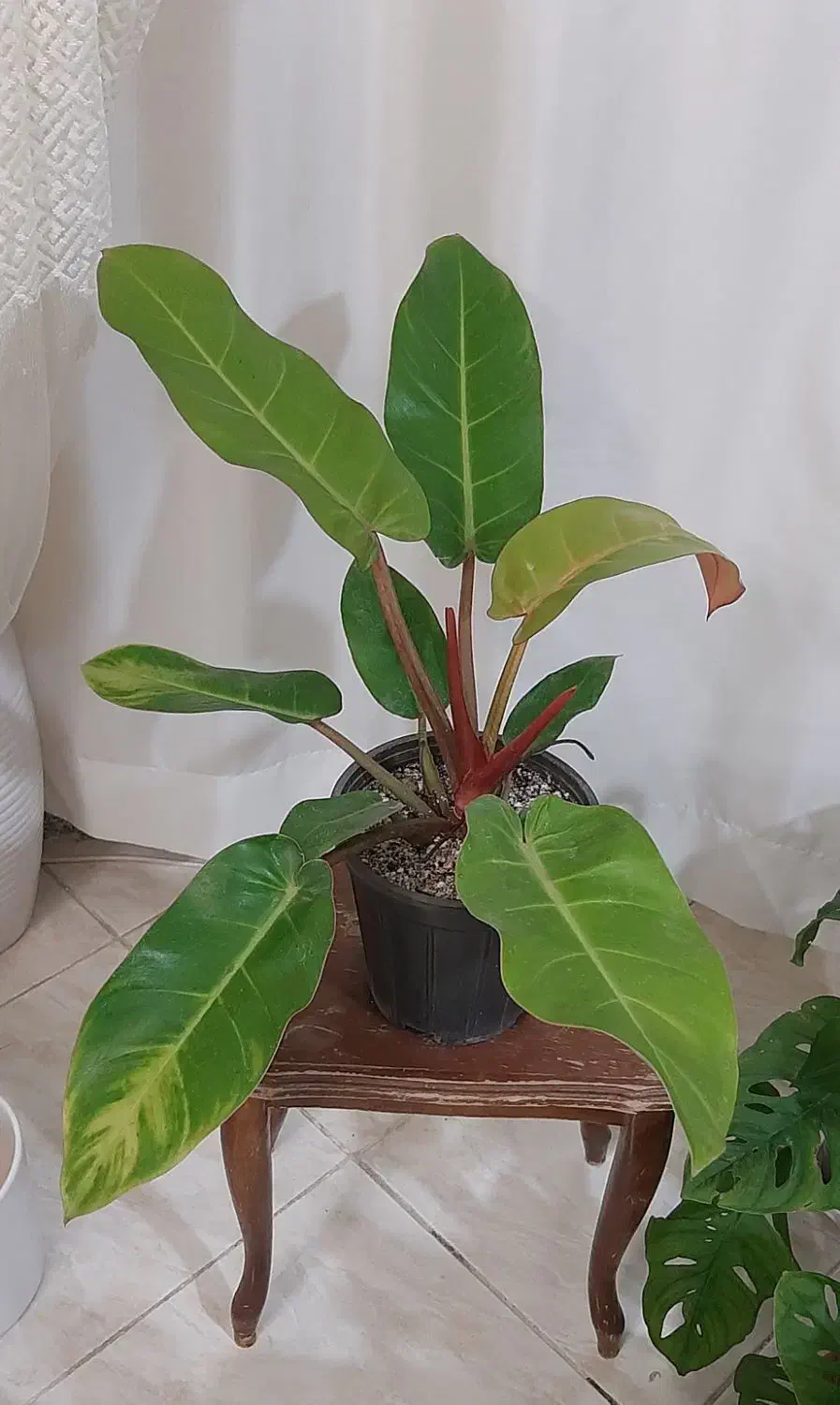 گلهای زیبا|گل و گیاه طبیعی|بجنورد, |دیوار