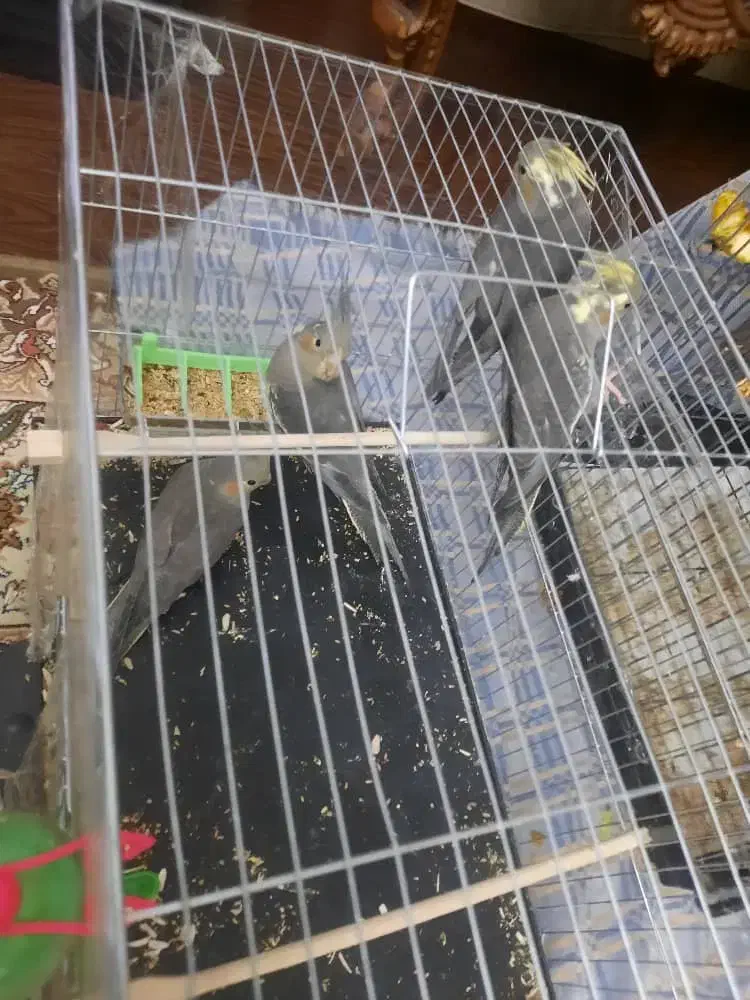 ۴تا جوجه عروس هلندی|پرنده|تهران, تهرانسر شمالی|دیوار