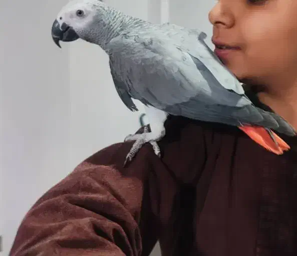 انواع پرندگان دستی سخنگو زینتی، کاسکو، راهب، طوطی|پرنده|شیراز, درکی|دیوار