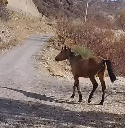 فروش نریان به دلیل نیاز مالی|اسب و تجهیزات اسبسواری|سیسخت, |دیوار