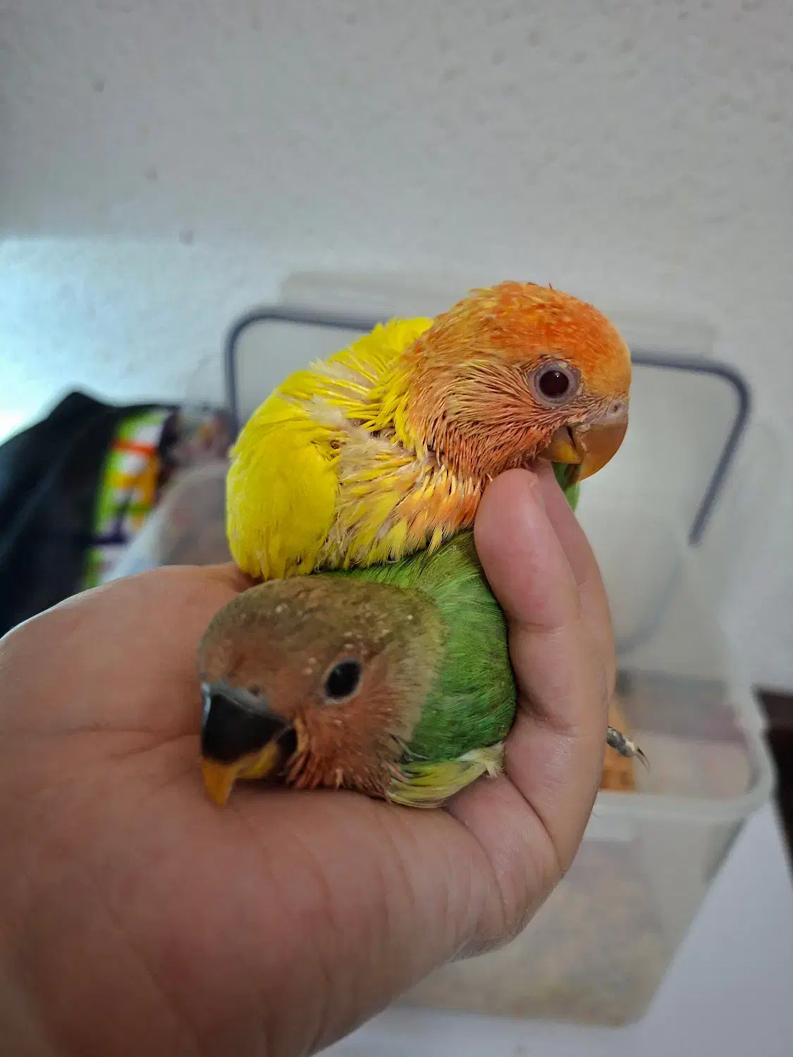 جوجه سرلاکی طوطی برزیلی|پرنده|کیش, |دیوار