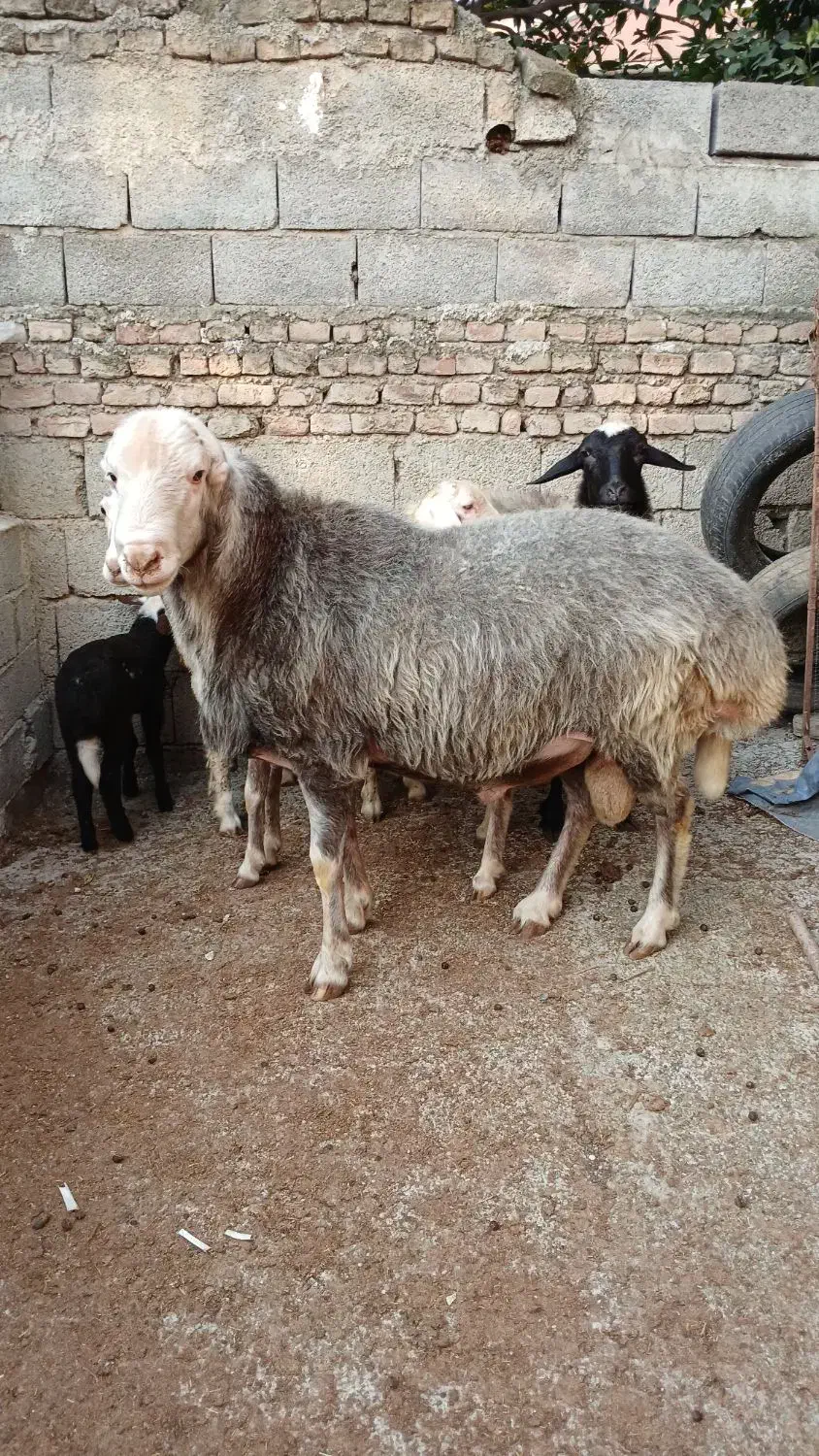 گوسفند نر تخمی ۲ ساله وزن بالا و کار بلد۱۰۰ کیلو|حیوانات مزرعه|ارطه, |دیوار
