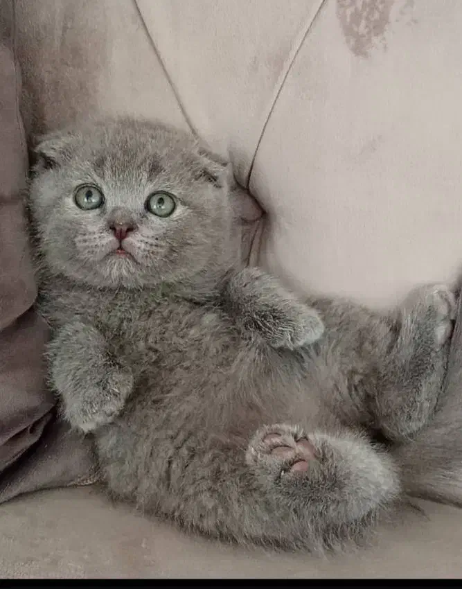 اصیل ترین گربه های بلو وگلد|گربه|جم, |دیوار