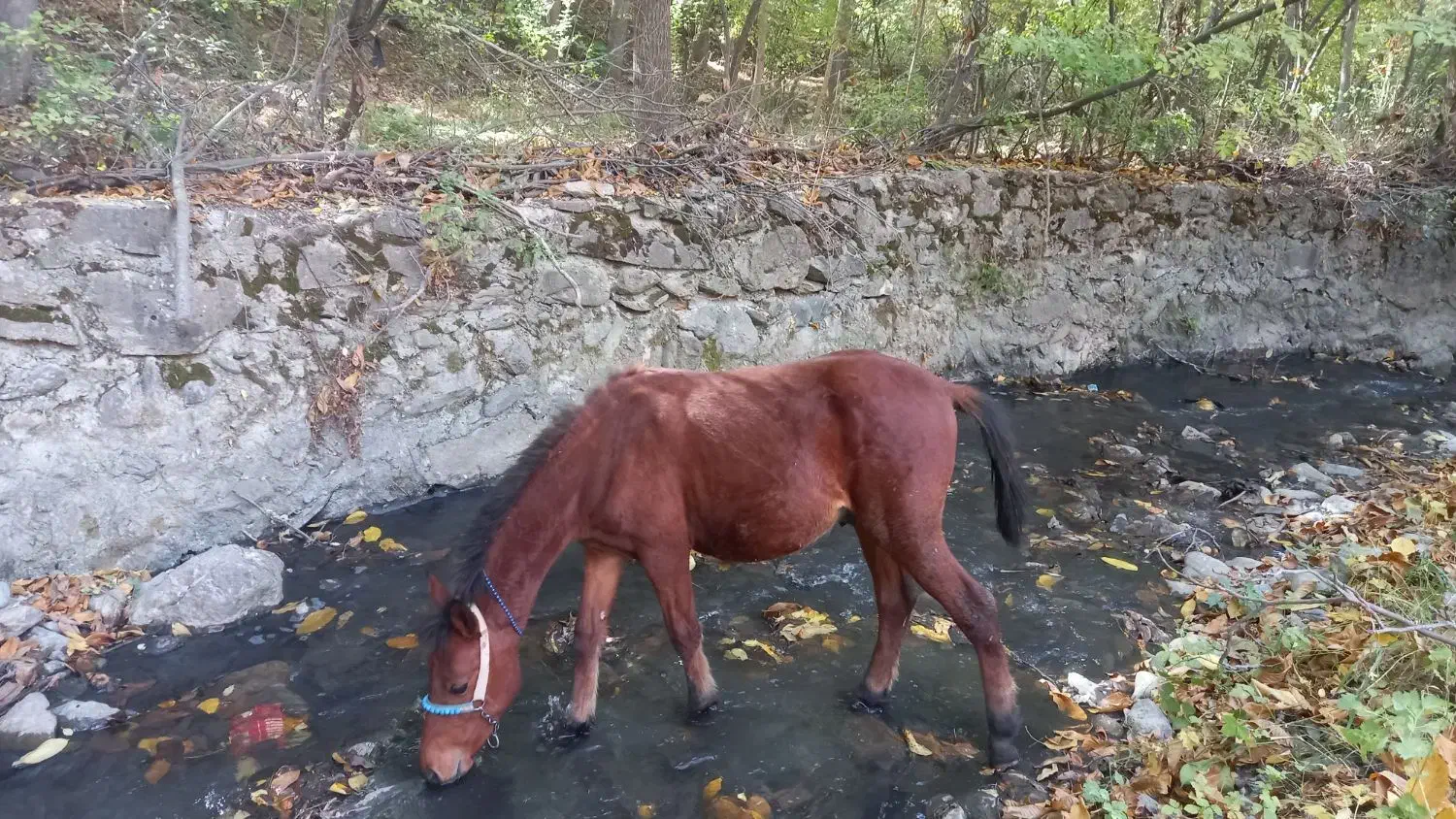کره اسب۸ماه سالم سرحال تندتیز|اسب و تجهیزات اسب‌سواری|مریوان, |دیوار