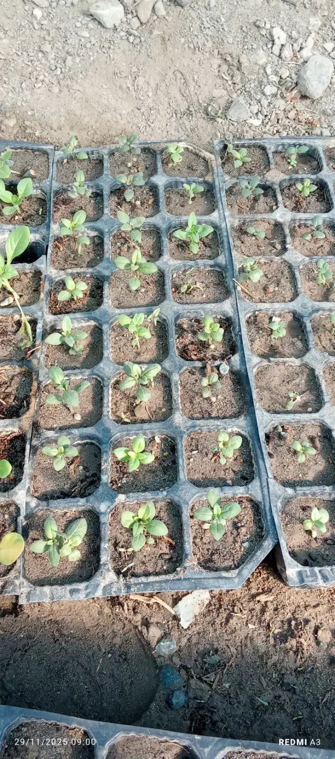 ۵عددسینینهالگلمیمونیپابلند|گل و گیاه طبیعی|جیرفت, |دیوار