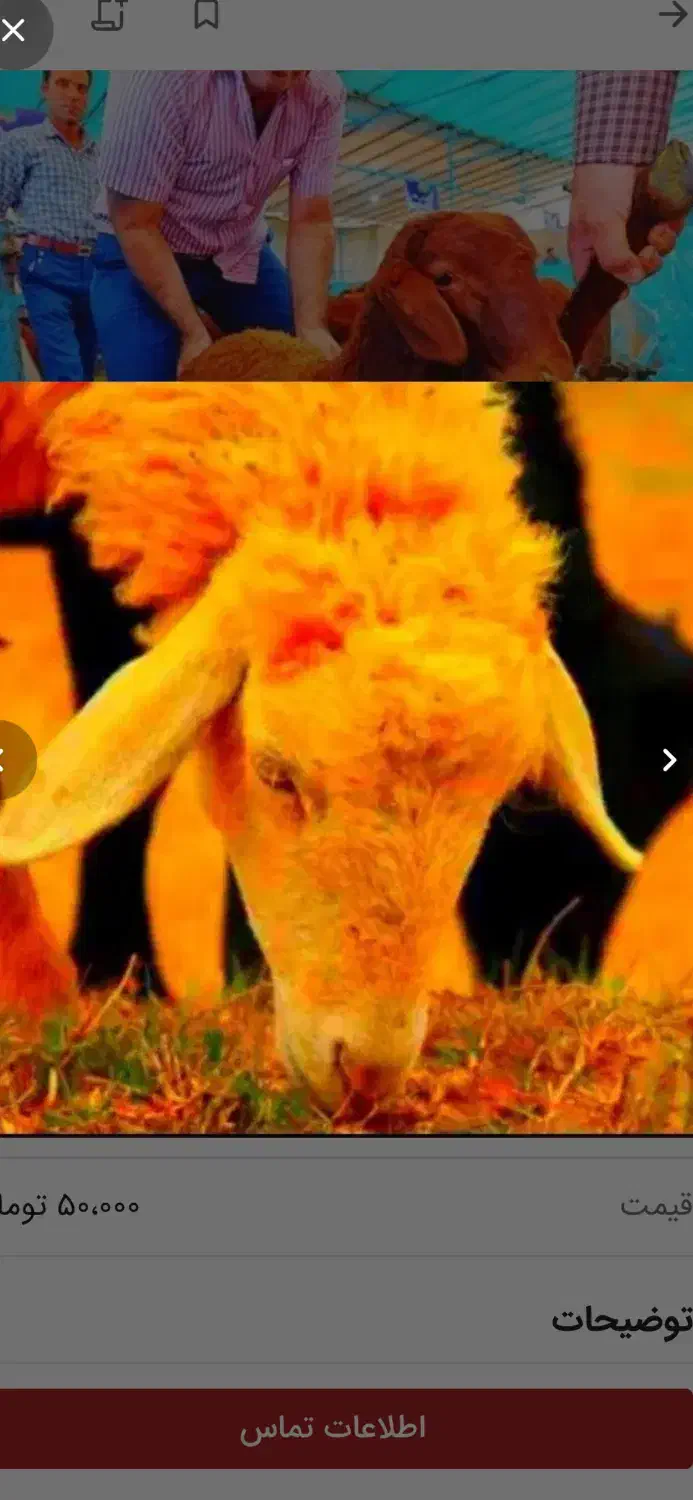 «شش مآهه قلم آبی نذر ونذورات» گوسفند-زنده،تعاونی|حیوانات مزرعه|مشهد, عبادی|دیوار