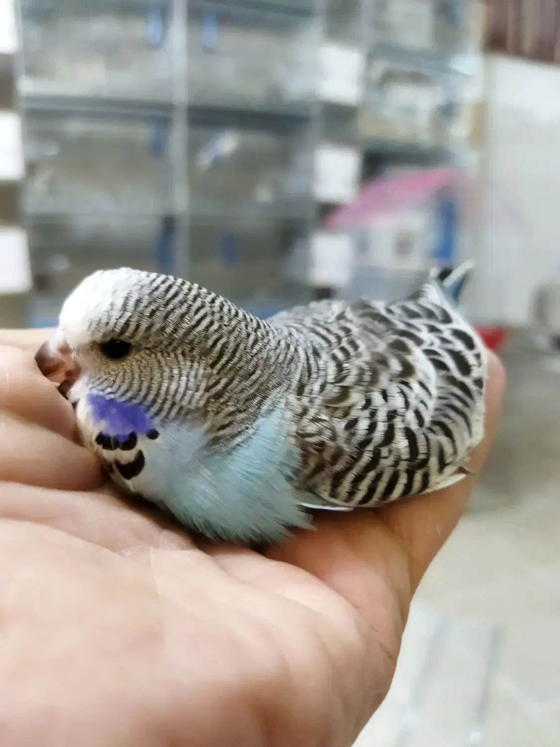 مرغ عشق انگلیسی|پرنده|اندیشه, اندیشه فاز ۲|دیوار