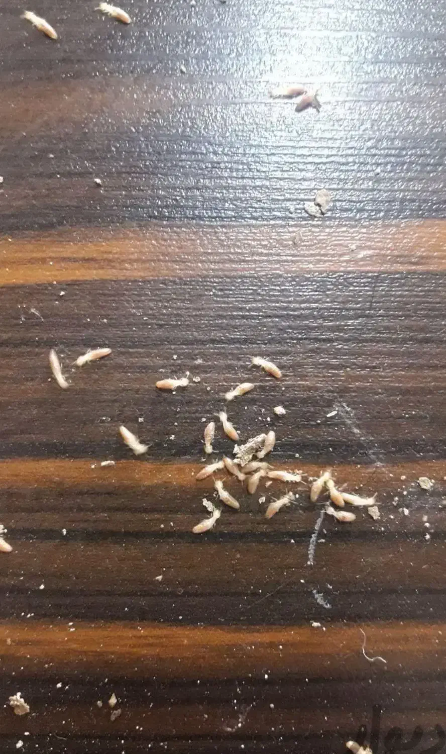 سمپاشی موریانه ساس سوسک سمپاشی ضمانتی|خدمات نظافت|بندر ماهشهر, |دیوار