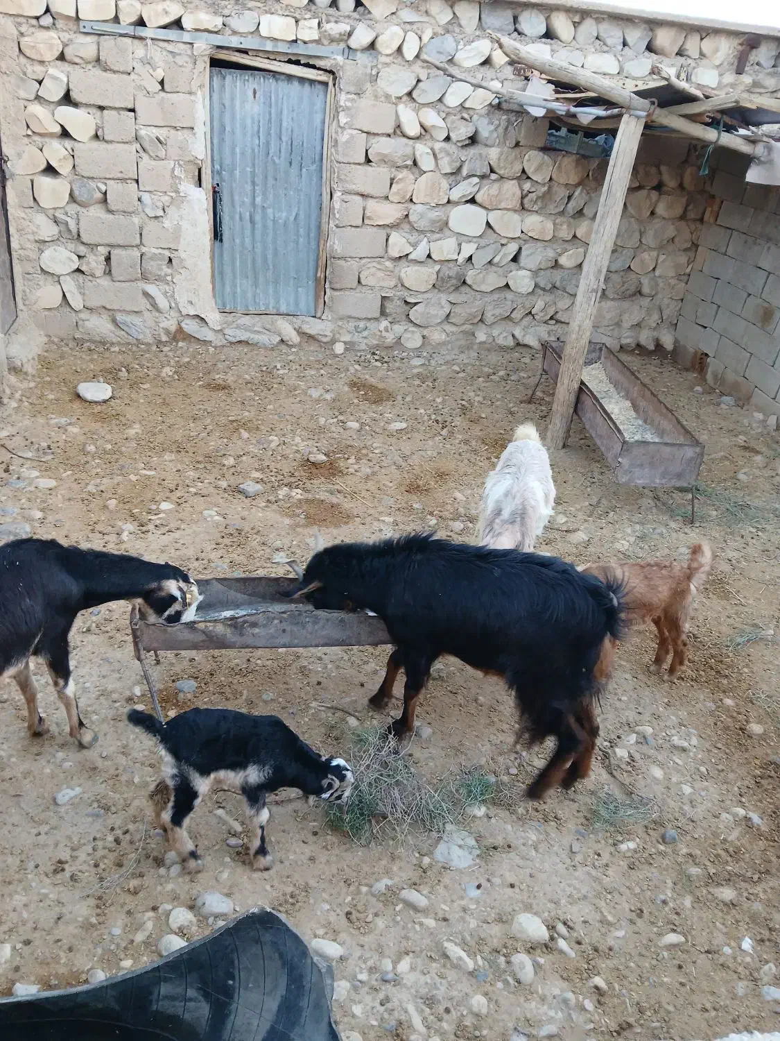 فروش بز|حیوانات مزرعه|مهران (ایلام), |دیوار