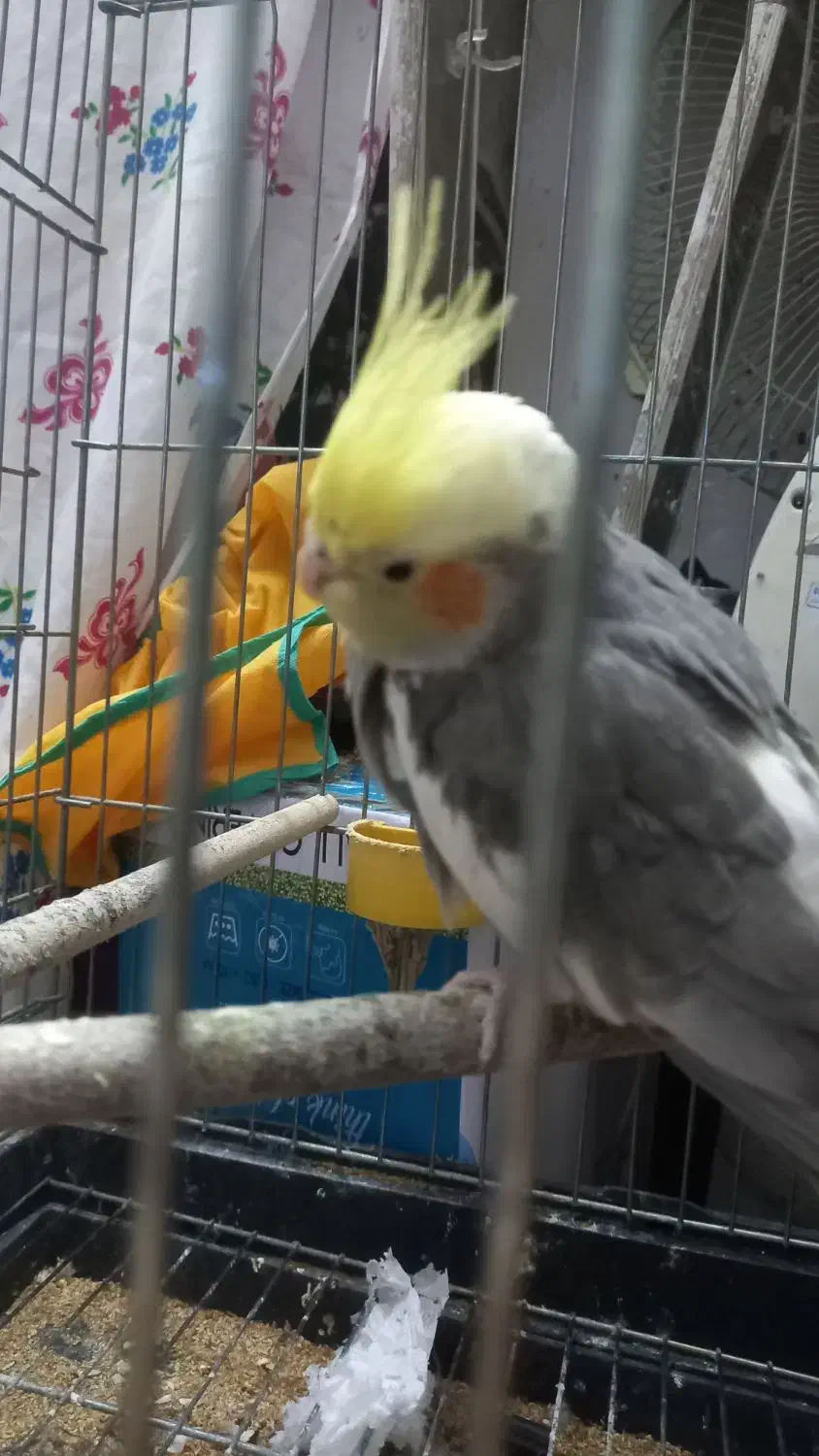 عروس هلندی|پرنده|کازرون, |دیوار