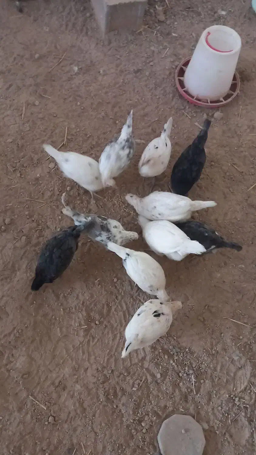 همه مرغ ها و جوجه های نژاد گلین بفروش میرسد|حیوانات مزرعه|کلاله, |دیوار