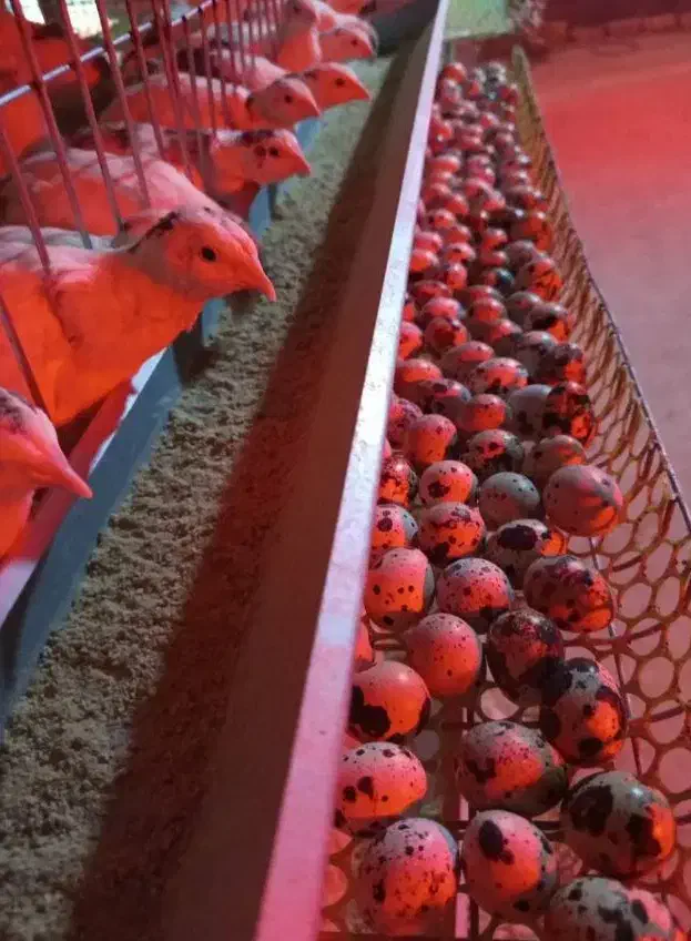 بلدرچین مولد موجود بلدرچین رنگ خاص|پرنده|اهواز, منبع اب|دیوار