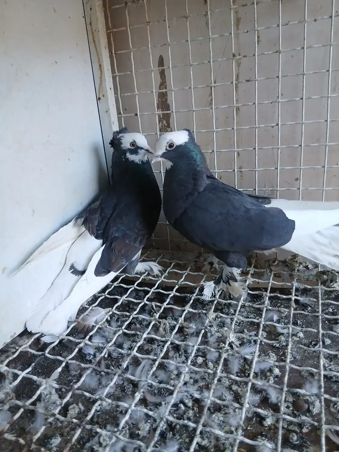 ابلغ سیاه|حیوانات|قم, وادی السلام|دیوار