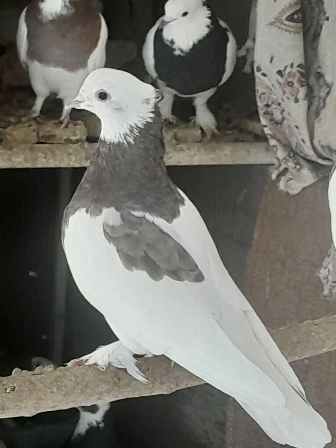 طوق سوسنی|پرنده|استهبان, |دیوار