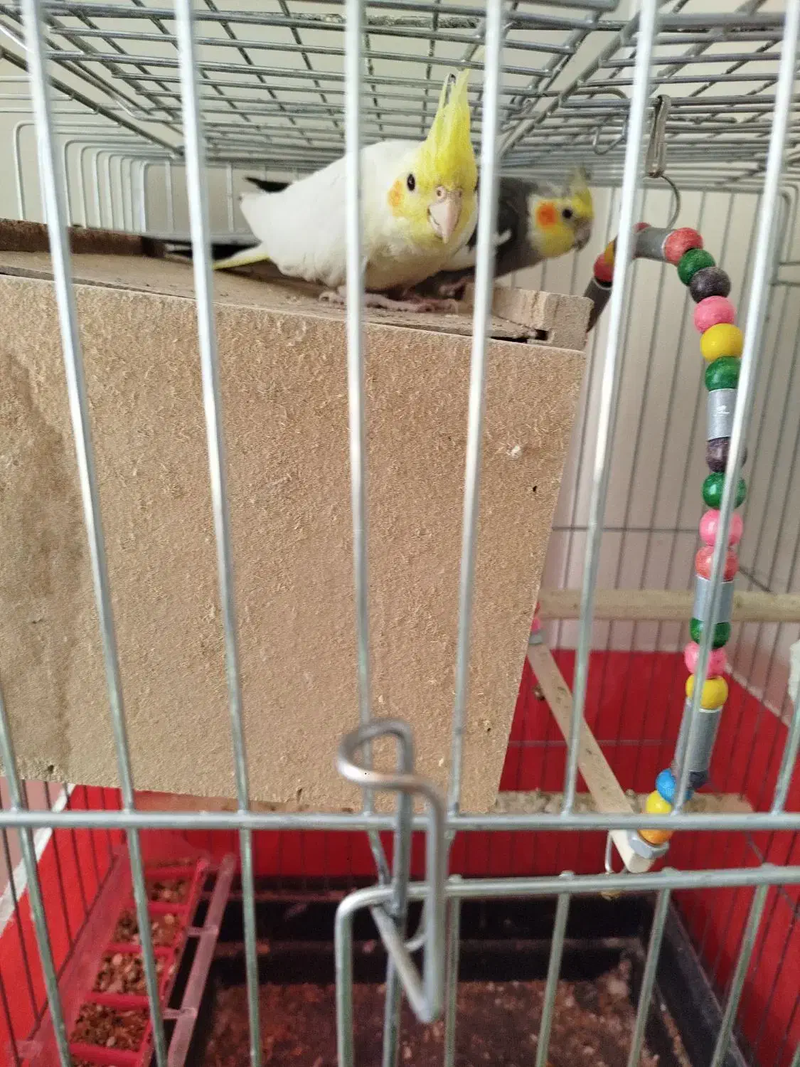 جفت عروس هلندی|پرنده|فلاورجان, |دیوار